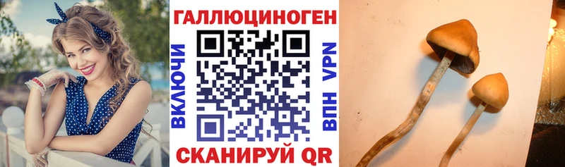 Псилоцибиновые грибы мухоморы  Купить где  Терек 